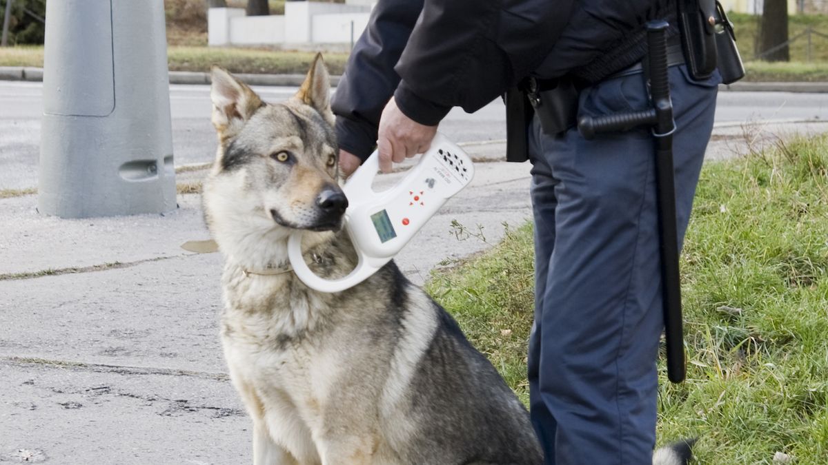 Identifikovat zvíře podle čipu může například městská policie.