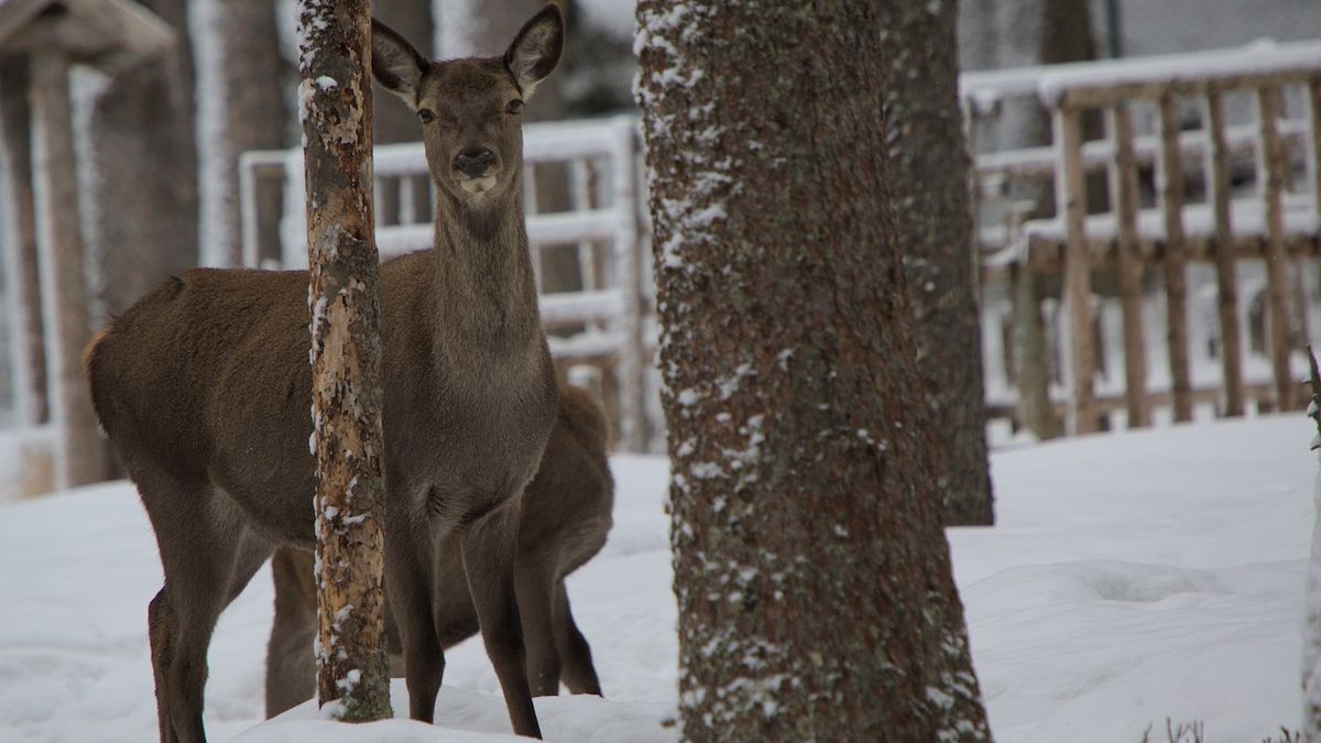 Část s výběhem pro jeleny je nyní pro návštěvníky uzavřena. Správa národního parku se rozhoduje, co bude s jelenem, který útočil.