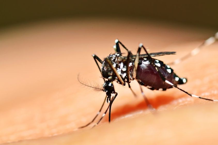 Komár tygrovaný (Aedes albopictus) 