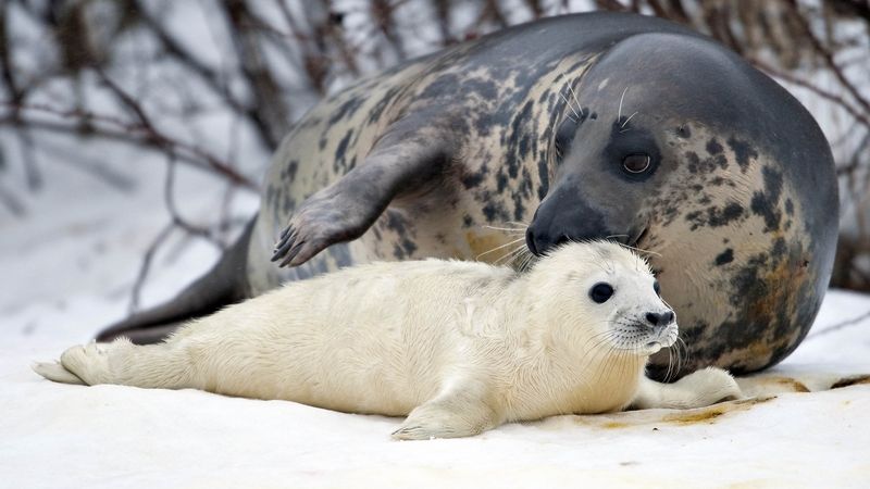 ÚTERÝ: Čerstvě narozené tulení mládě se svou matkou v oceanáriu v dánském Hirtshalsu