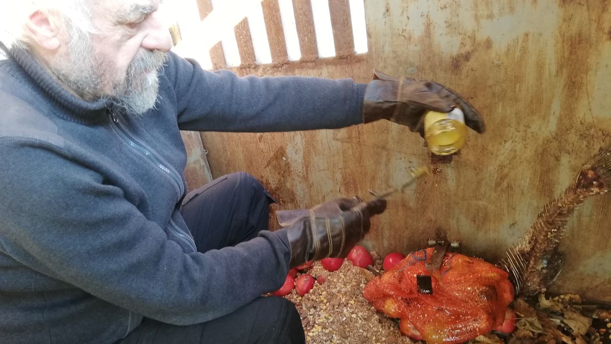Ochránce přírody Milan Orálek uvnitř odchytové pasti roztírá med na ovoce. 