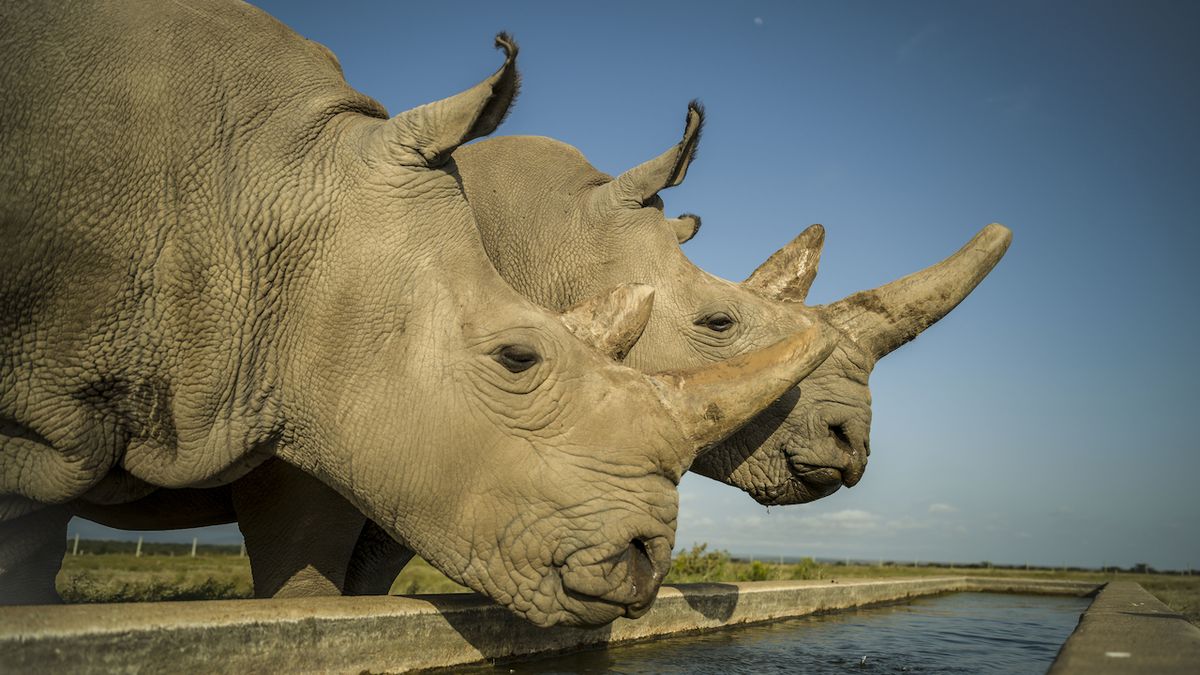 Poslední exempláře bílého severního nosorožce Nájin a Fatu