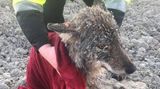 Estonci zachránili topící se zvíře. Mysleli si, že je to pes