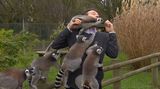 Reportéra napadla během natáčení skupina lemurů