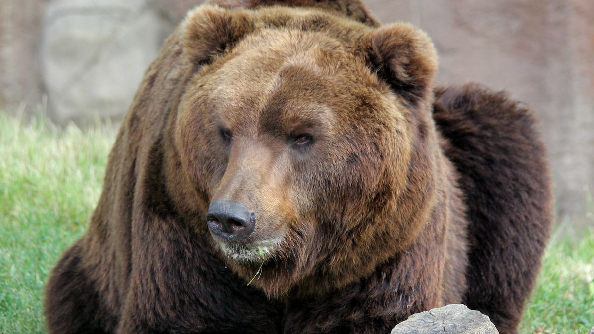 V brněnské zoo museli na začátku utratit medvědího kmeta Jelizara