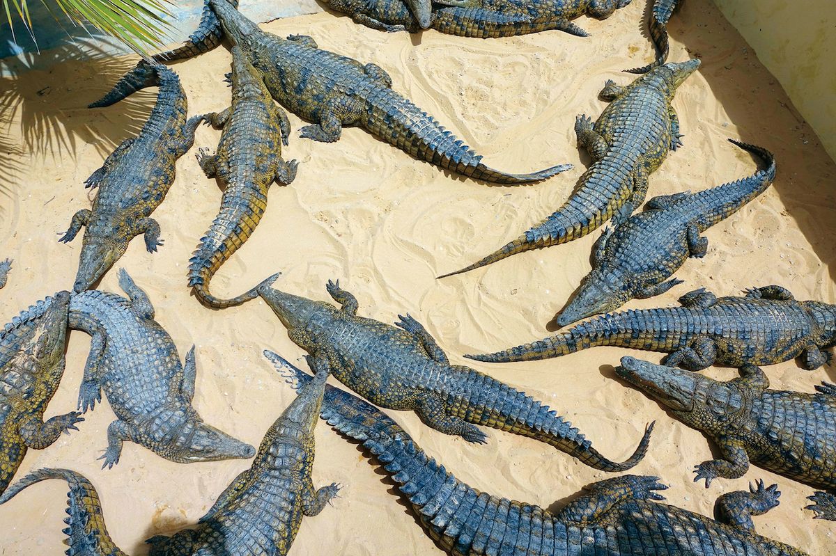 Ve vědeckém centru na Džerbě mají 400 krokodýlů nilských.