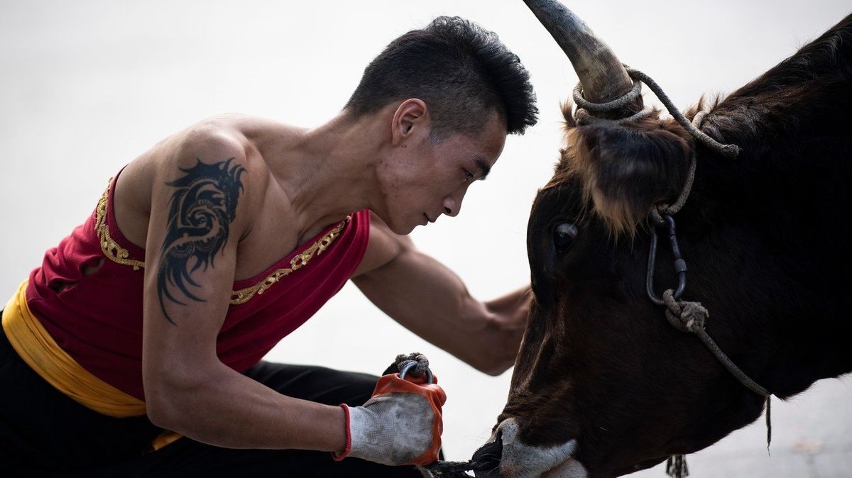 Zápas s býkem v čínském Ťia-singu.