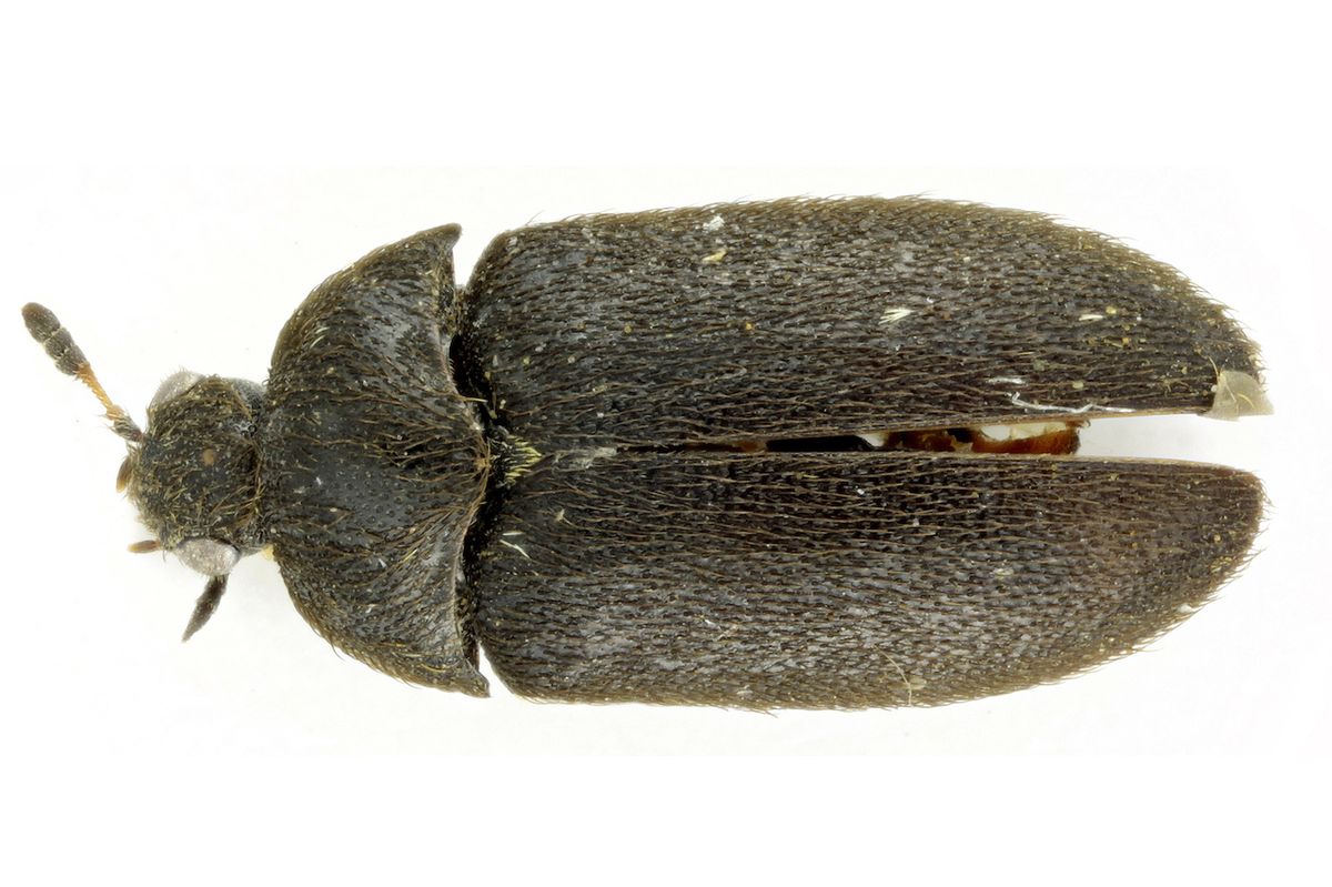 Detailní snímek jednoho z exemplářů nově objeveného druhu kožojeda moravského (Paranovelsis moravicus)