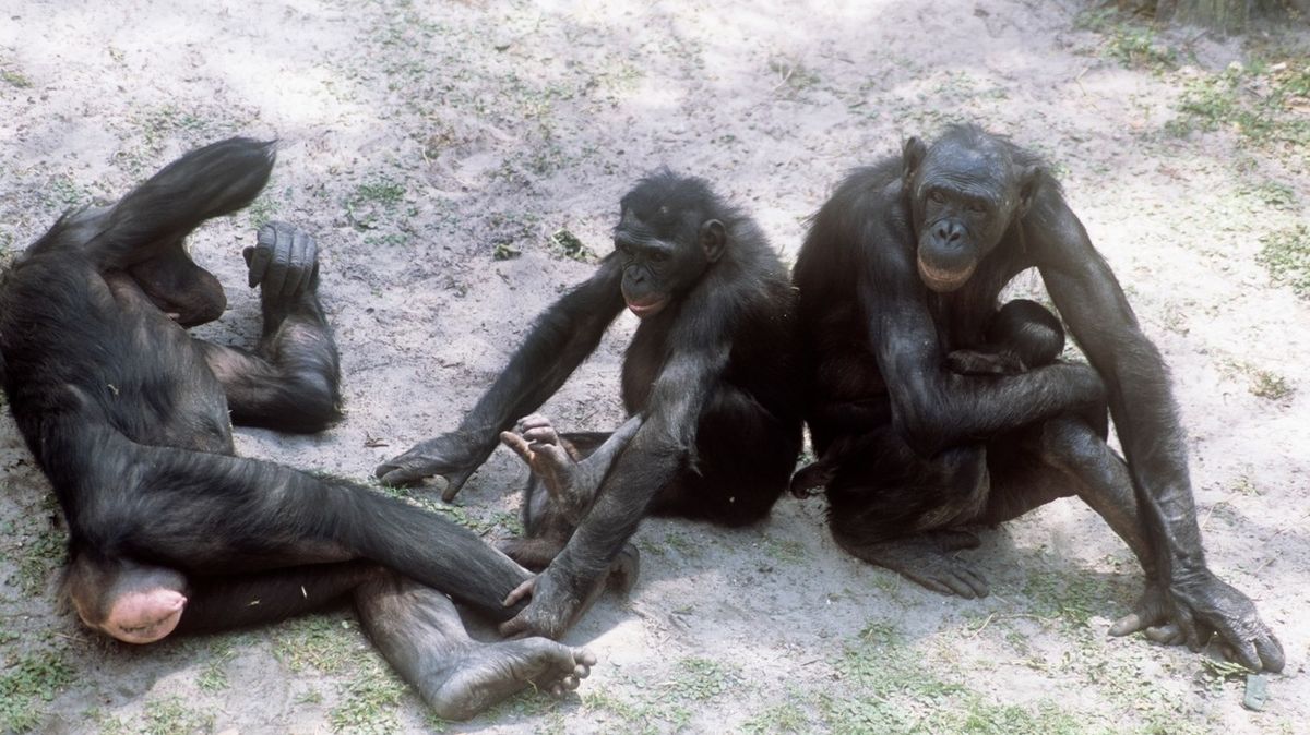 Šimpanzi bonobo