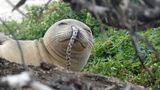 Vědci pozorují zvýšený počet tuleňů s úhořem v čenichu