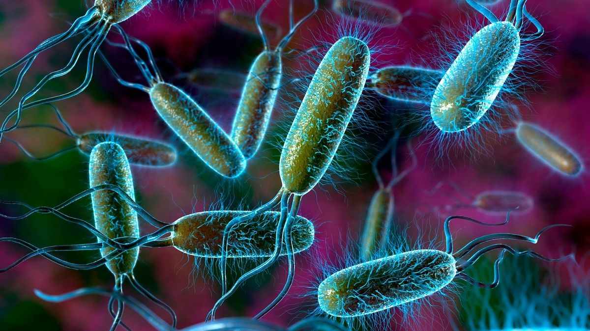 Bakterie E.coli