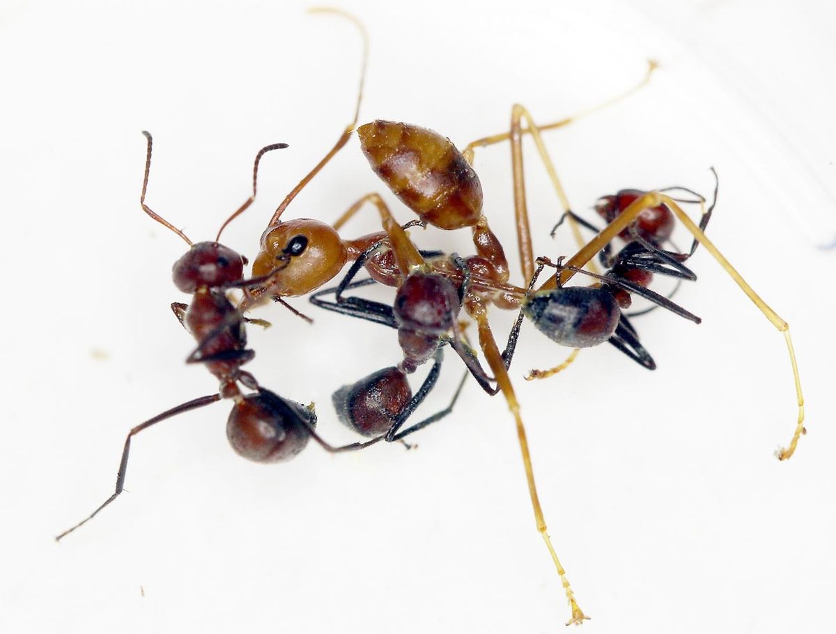 Při střetu s jiným druhem (i mravence) se projevuje značně výbušně...