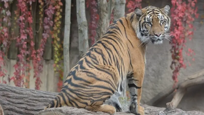 tygri den pripravila jihlavska zoologicka zahrada novinky cz