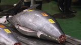 Tuňáka v Japonsku při každoroční aukci vydražili za 69 milionů