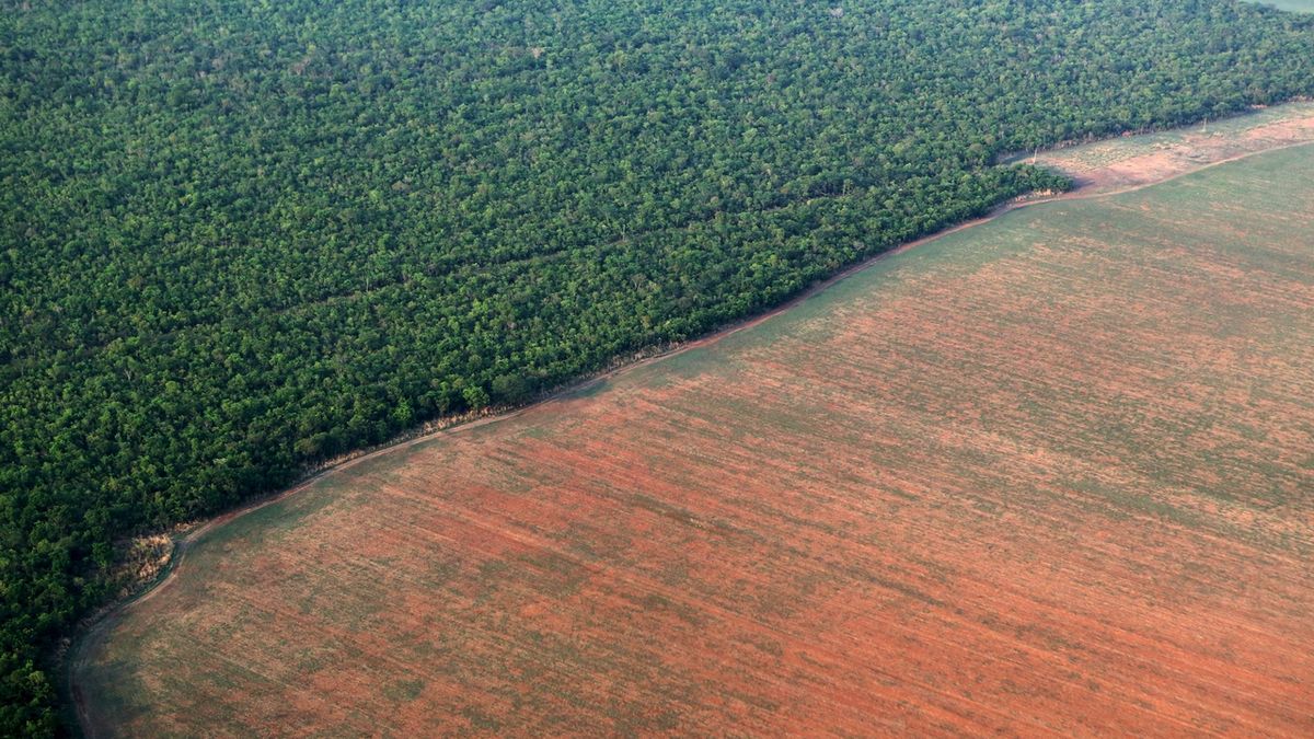Odlesňování amazonského pralesa. Ilustrační foto