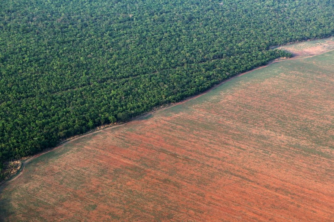 Odlesňování amazonského pralesa 