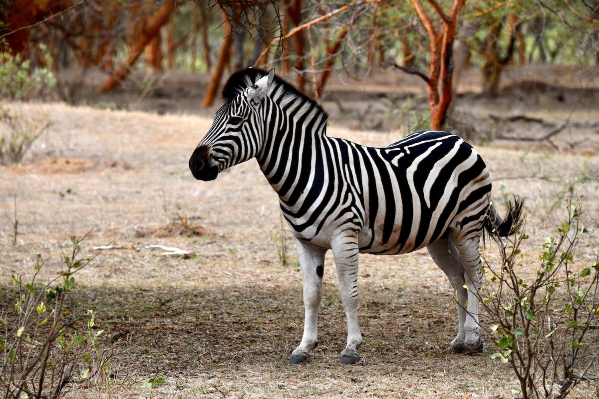 Zebry se v rezervaci Bandia vyskytují hojně. Po spatření člověka ale bývají velmi plaché.