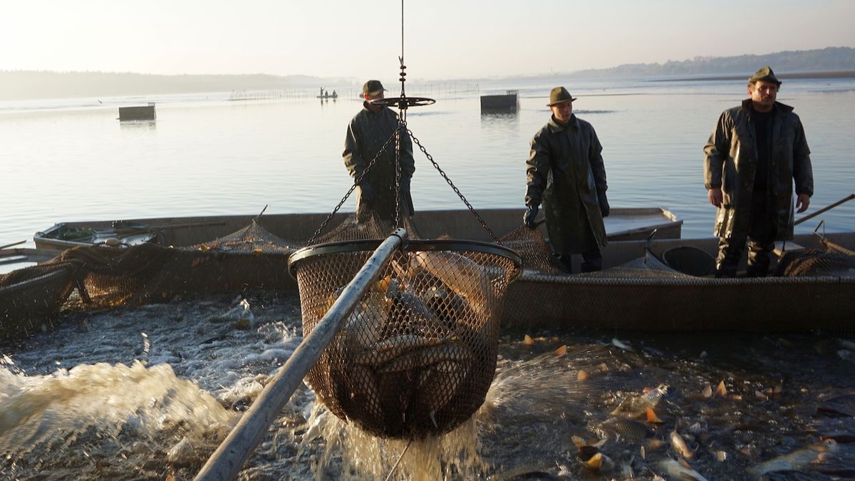 Třeboňští rybáři udělali v pátek ráno první zátah v rybníku Rožmberk.