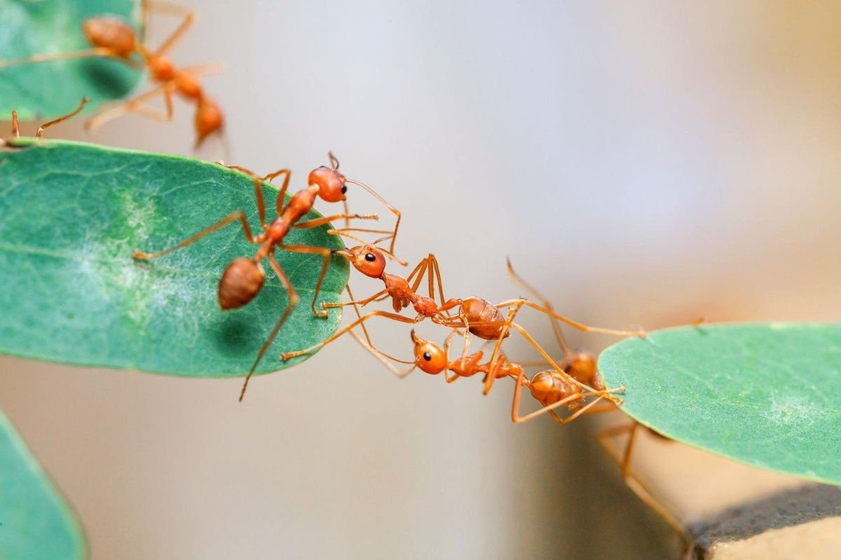 Mravenec dokáže unést až padesátinásobek své váhy. Ostatní mravenci mu tudíž nedělají žádný problém.