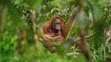 Fotografií roku je snímek orangutana s umírajícím mládětem
