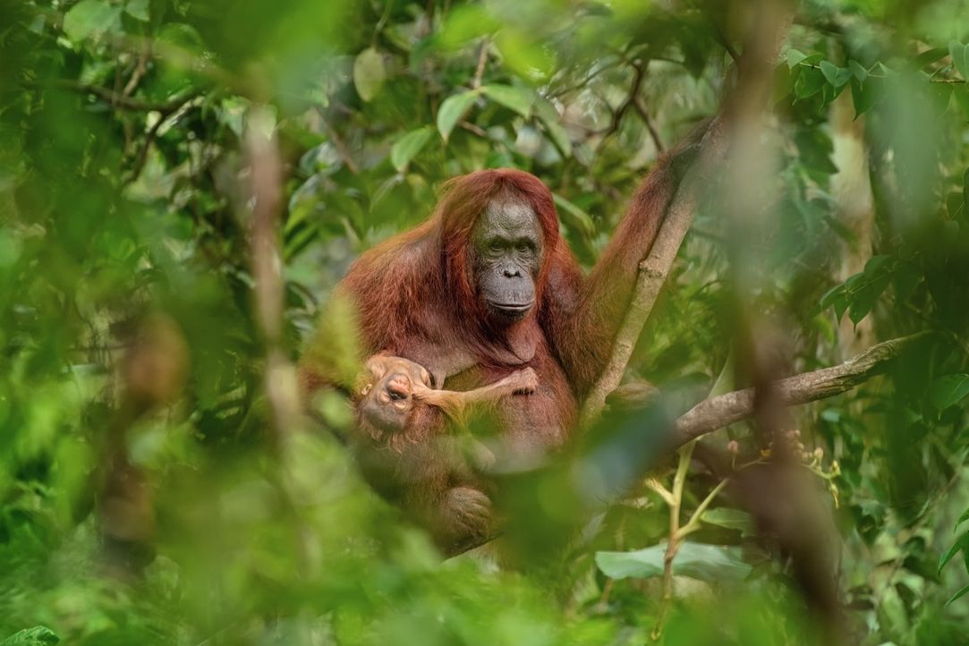 Fotografií roku 2018 a vítězem soutěže Czech Press Photo je snímek samice orangutana s umírajícím potomkem. Jeho autorem je Lukáš Zeman, který obrázek odkazující na ničení přírody pořídil na Borneu. 