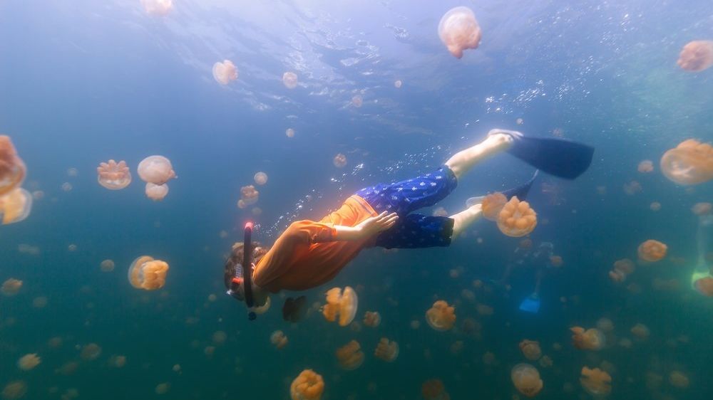 Jezero medúz je nejznámější turistickou atrakcí Palau. 