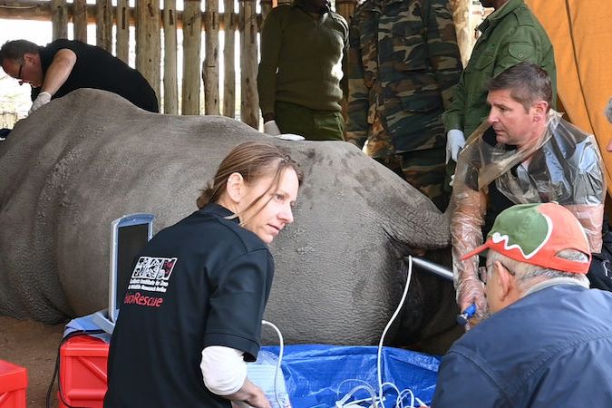 Veterináři v keňské rezervaci odebrali nosorožčím samicím Nájin a Fatu vajíčka