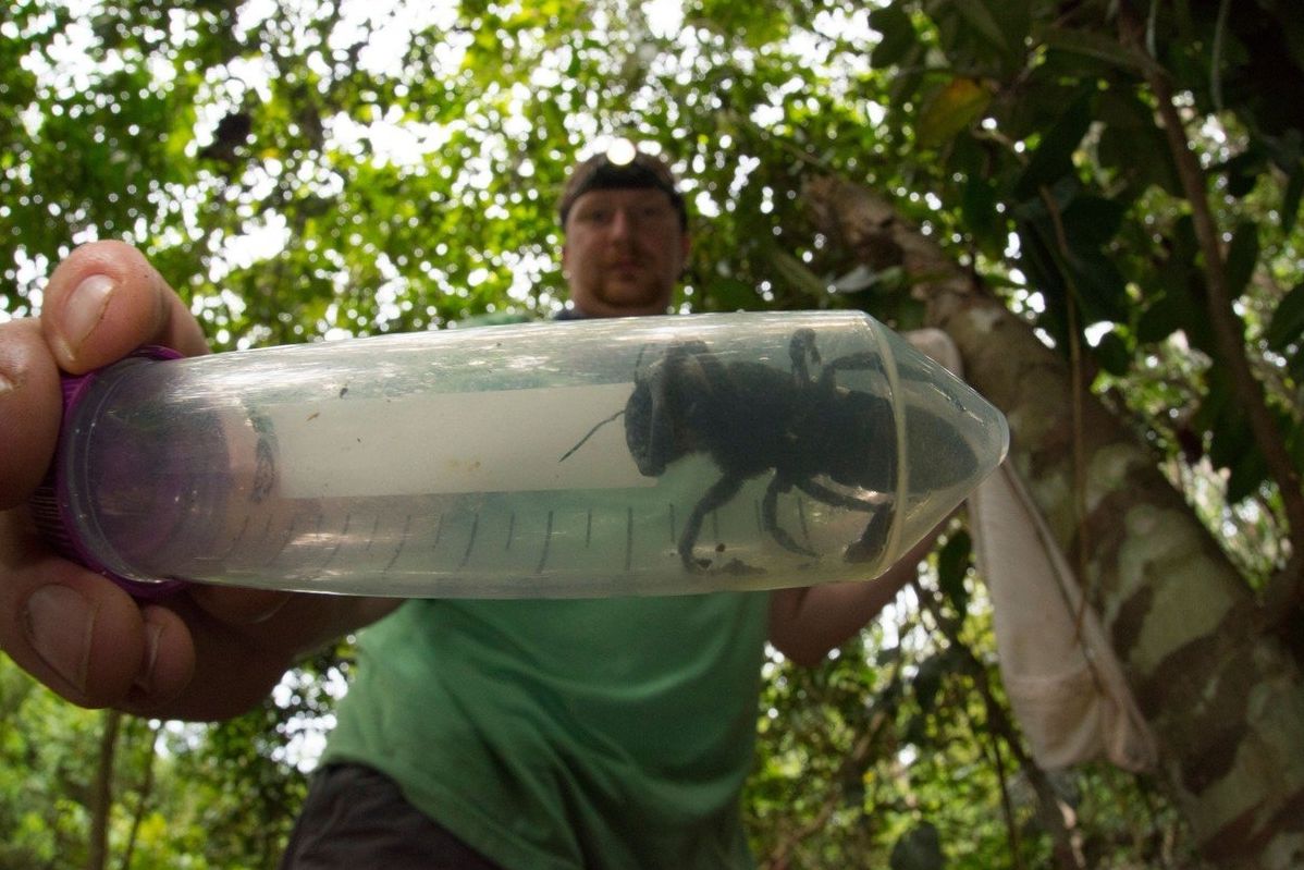 V Indonésii objevili po téměř 40 letech obří včelu