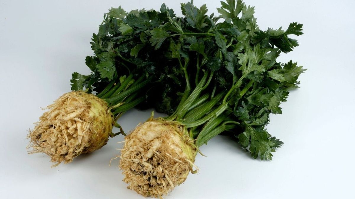 Celer má protizánětlivé účinky, pomáhá mimo jiné likvidovat záněty v trávicím traktu. 