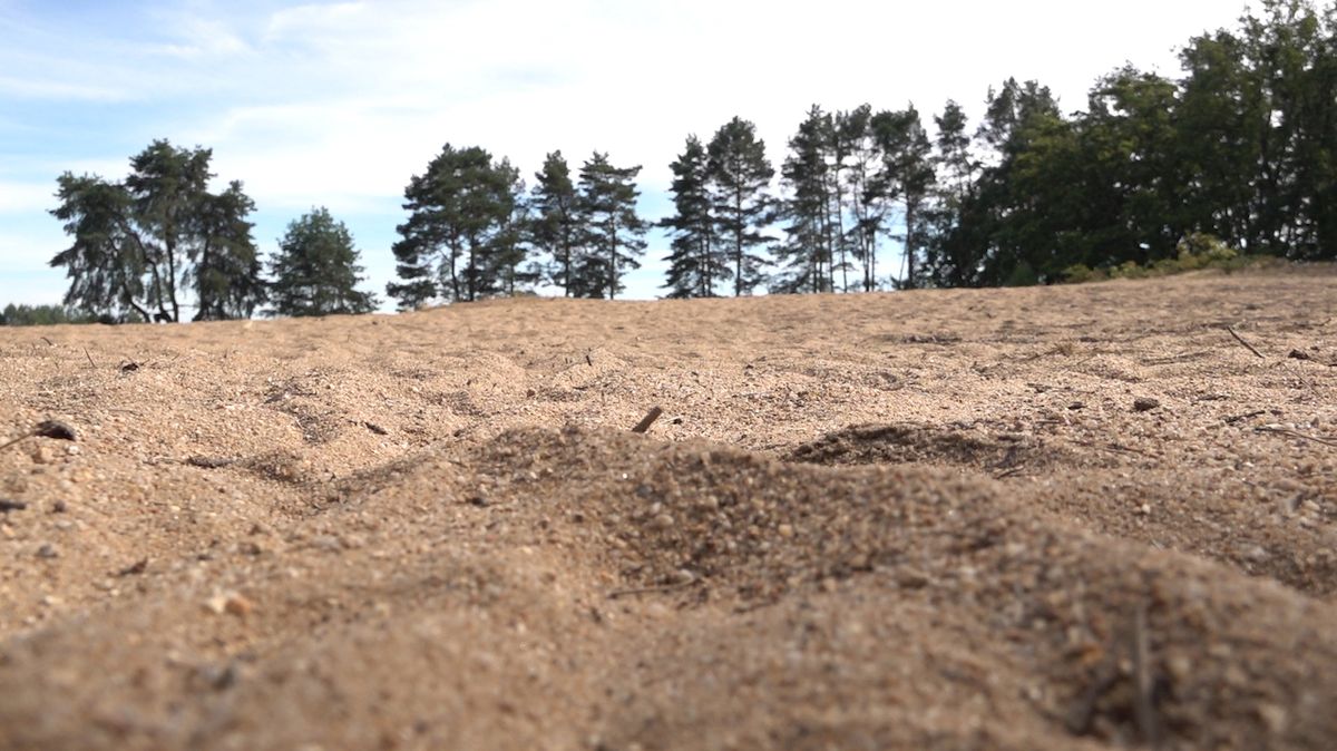 Pískový přesyp u Veselských pískoven je od roku 1954 chráněným uzemím.