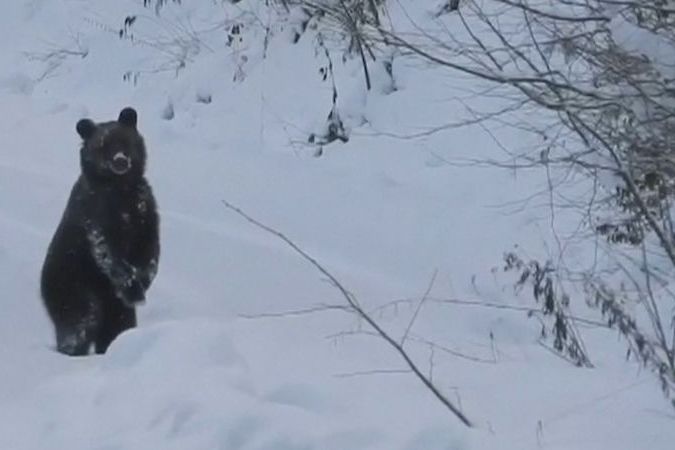 Honem běž spát, volal polský myslivec na medvěda, který se potuloval lesem