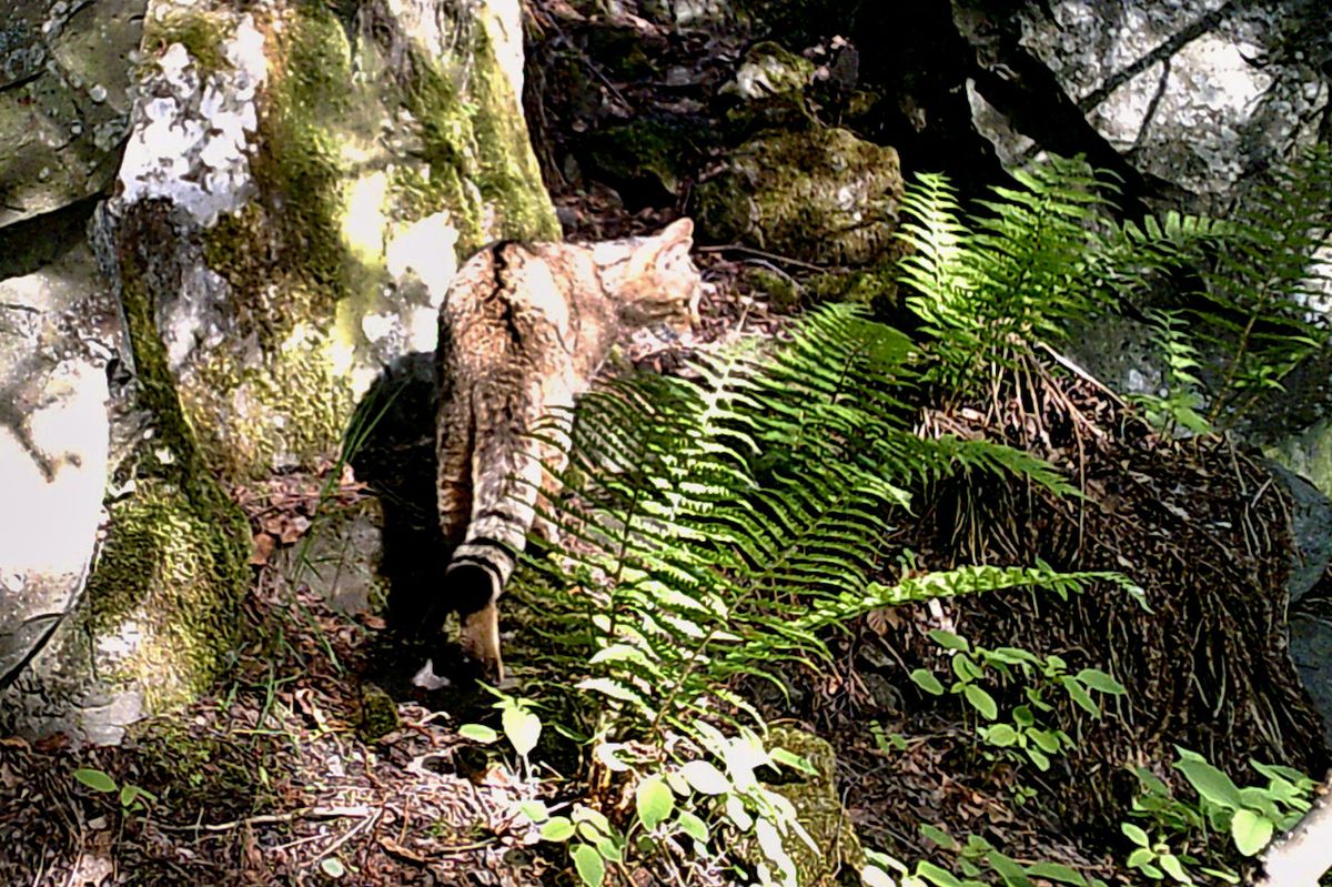 Snímek kocoura divokého z fotopasti v Doupovských horách na Karlovarsku.