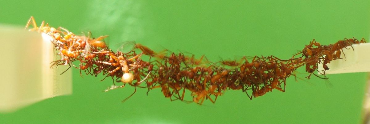 Kolektivní inteligence mravenčích kolonií je jedním z nejvíc fasicnujících přírodních úkazů.
