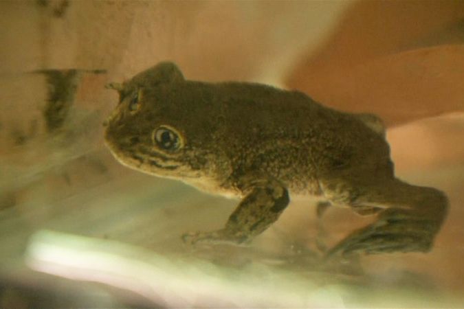 BEZ KOMENTÁŘE: Chilská zoo přemístila poslední kusy ohrožených žab loa z divočiny, aby zabránila jejich vyhynutí
