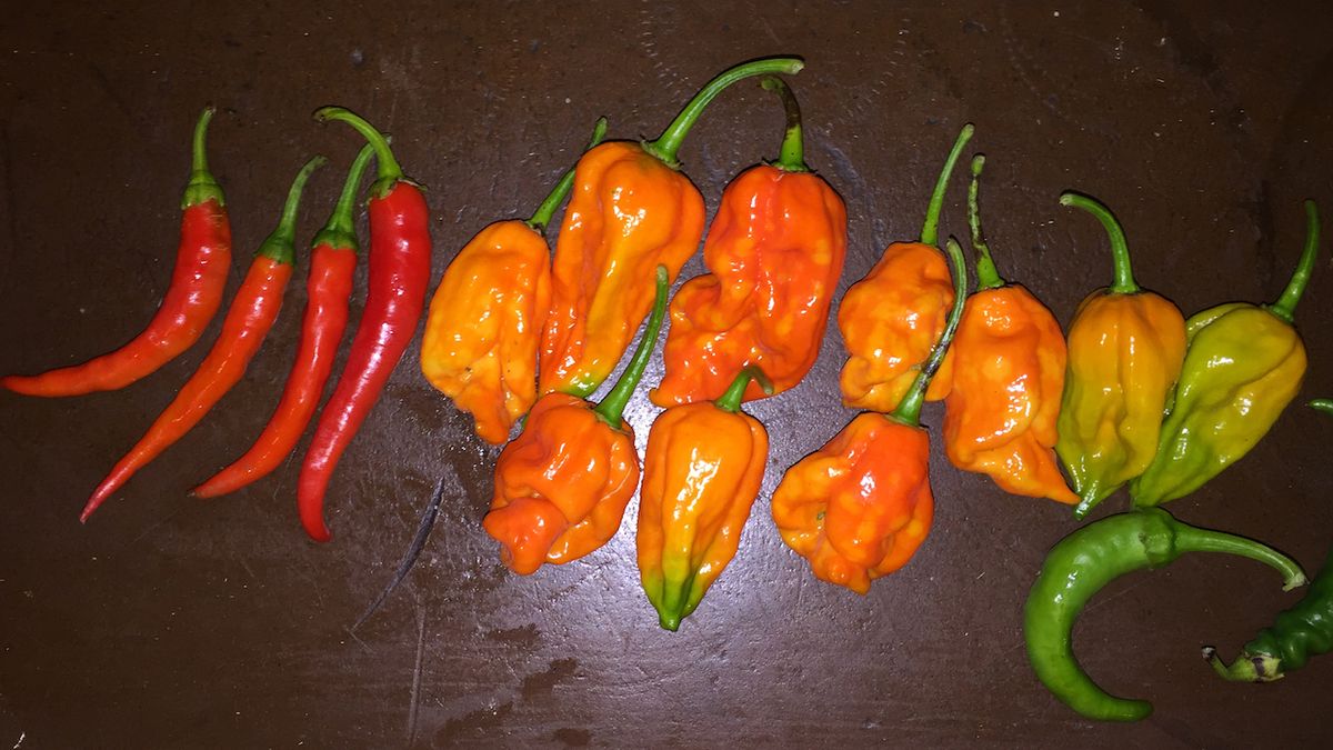 Pěstování chilli papriček není jen koníčkem pro milovníky intenzivních zážitků. Díky bohatosti tvarů a barev papriček jsou rostliny s dozrávajícími plody i velmi hezké na pohled.