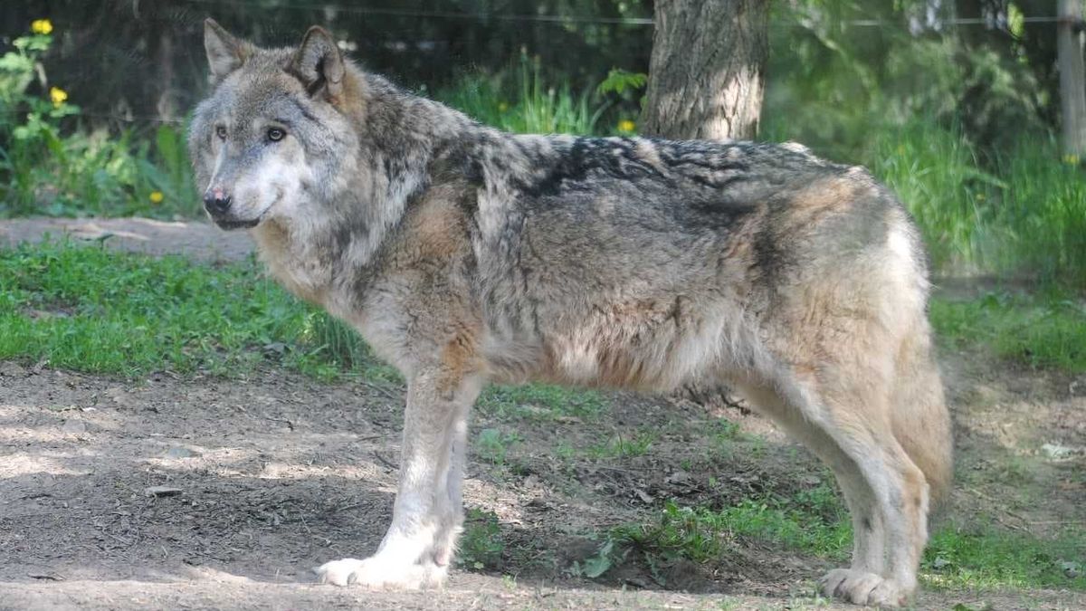 Vlci se vracejí do české přírody (ilustrační foto)