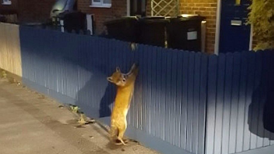 Liška se chtěla vkrást na zahradu rodinného domu, její pokus byl ale neúspěšný. 