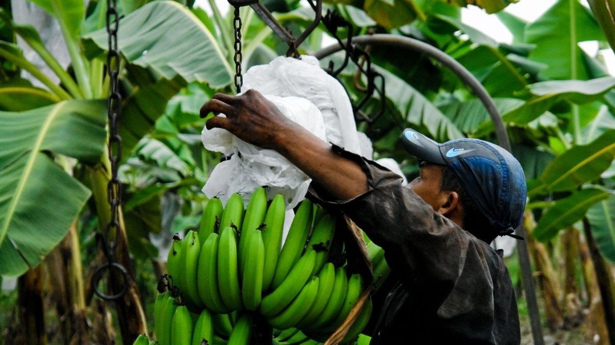 Sklizeň banánů v Kolumbii.