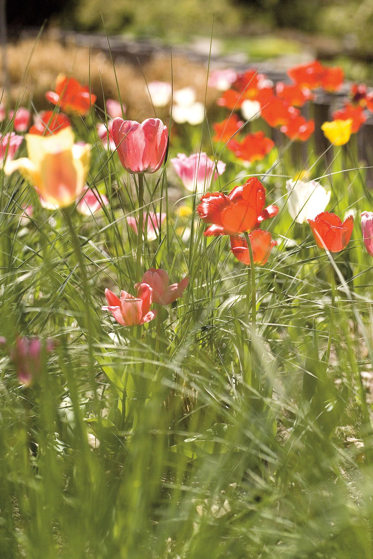 Snové partnerství. Máloco vyváží jemný půvab zářivých tulipánů v objetí časně rašících okrasných trav.