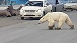 Hladový lední medvěd se zatoulal do sibiřského města
