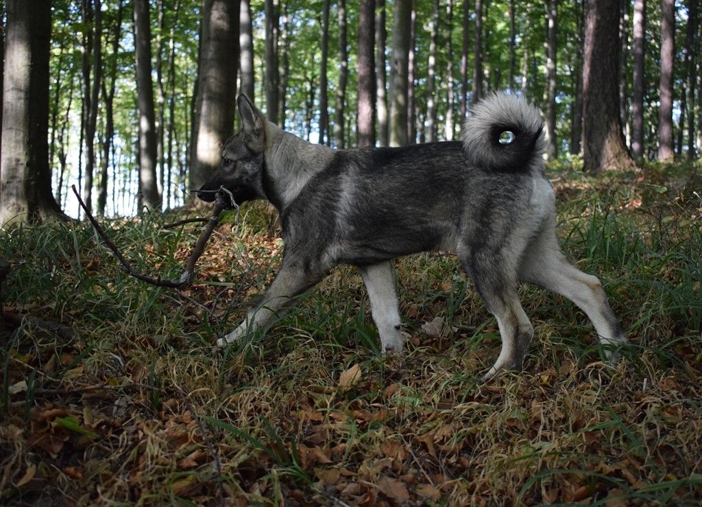 V lese, nejlépe na lovu, to je lajka ve svém živlu. Od českých loveckých psů se liší hlavně svými vztyčenými slechy.