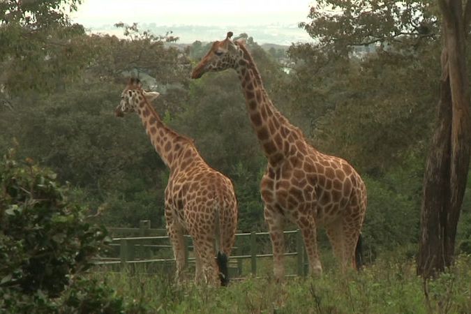 BEZ KOMENTÁŘE: Keňa vyhlásila žirafy za kriticky ohrožené