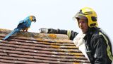 Papoušek sprostě nadával hasiči, který se ho pokoušel zachránit