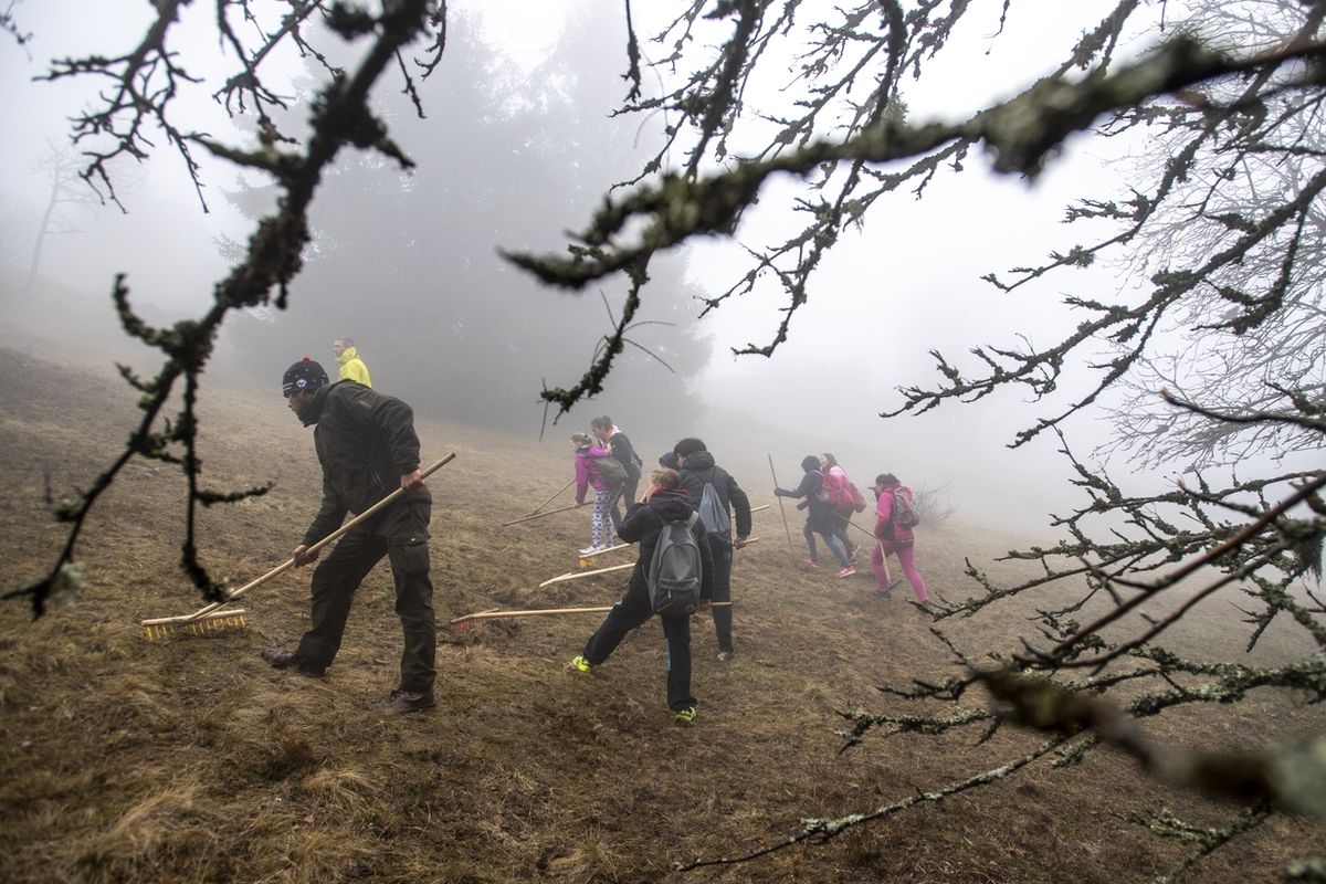 Žáci ze základní školy v Žacléři pomáhali 24. dubna správcům Krkonošského národního parku s úklidem vzácné louky na horském hřebeni Rýchor ve východních Krkonoších, takzvané rýchorské květnice.