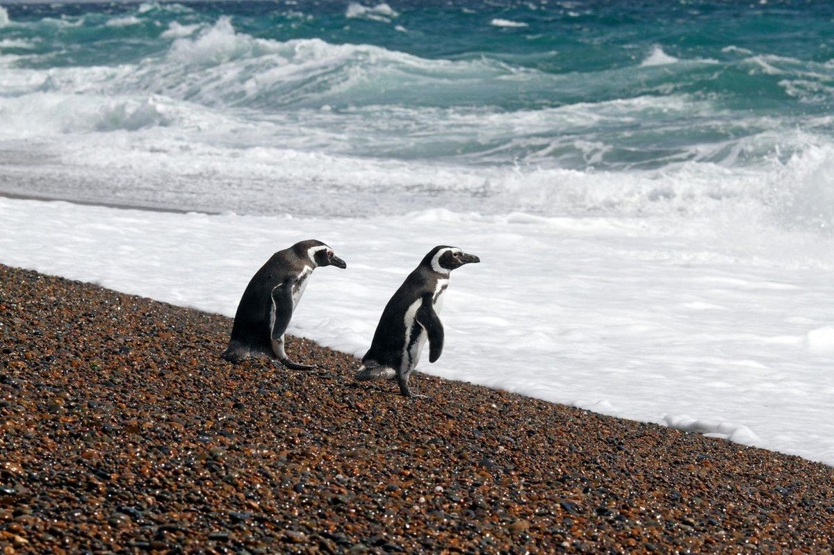 Turisté vyrážejí pozorovat i kolonie tučňáků. 