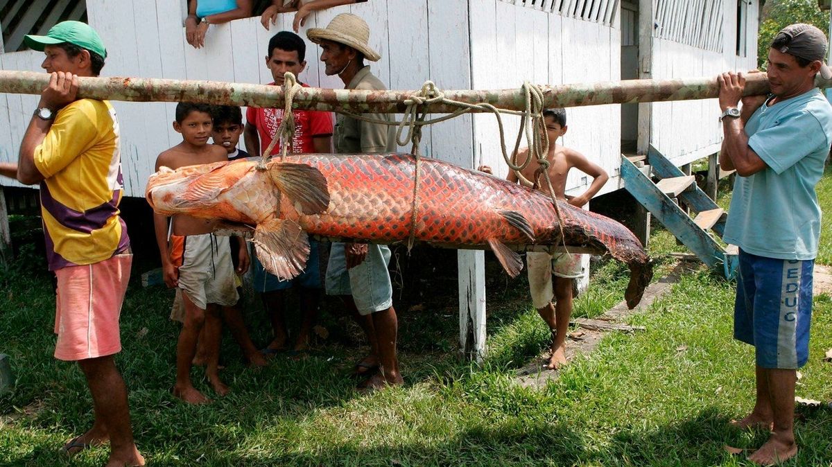 Rybáři v Brazílii nesou arapaimu velkou