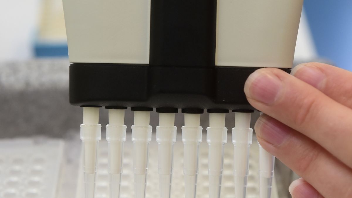 Dávkování vzorků DNA pomocí mikropipety. Ilustrační foto