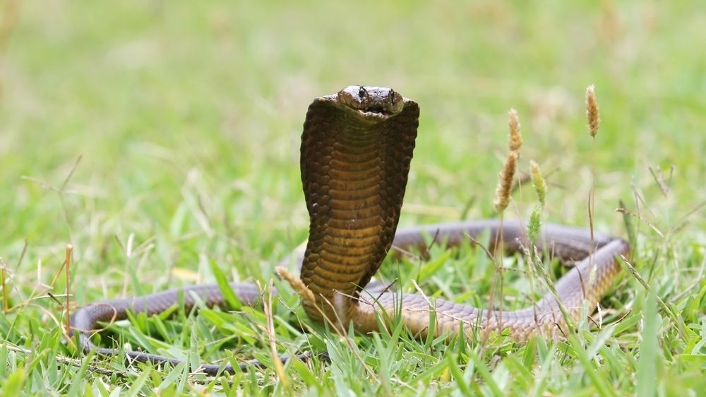 Kobra (ilustrační foto) 