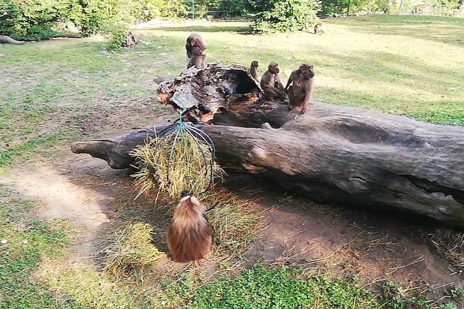 BEZ KOMENTÁŘE: Dželady ve zlínské zoo