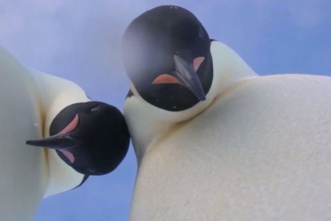 BEZ KOMENTÁŘE: Zvědaví tučňáci zkoumali kameru